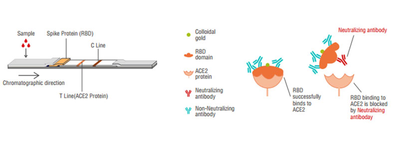 2019-nCoV Neutralization Antibody Принцип